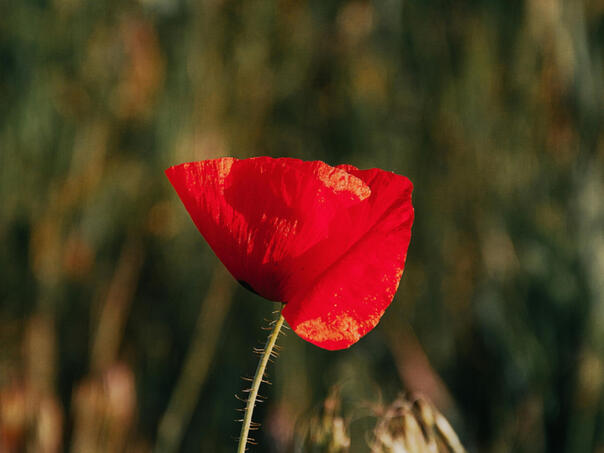Mak protiv stresa i visokog pritiska
