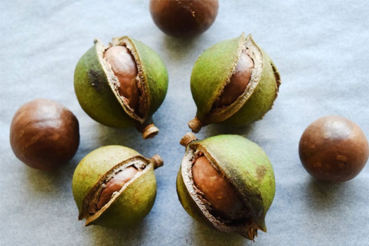 Makadamija orah - put do zdravlja i dugovječnosti