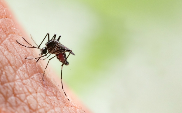 Malarija veća prijetnja Namibiji i subsaharskoj Africi nego COVID-19