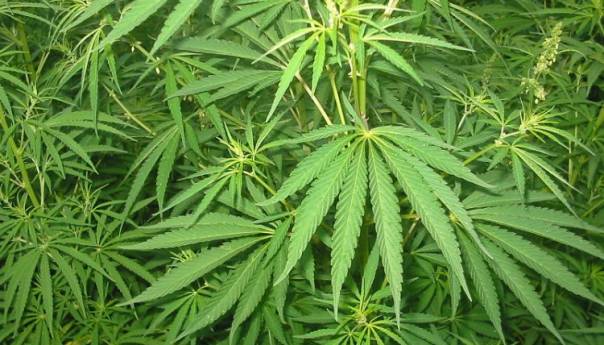 Malta odobrila legalizaciju kanabisa za ličnu upotrebu