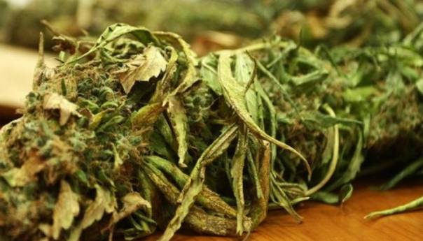 Marihuana pronađena u pretresu kuće u Kozarskoj Dubici