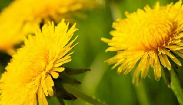 Maslačak - lijek za krvne sudove