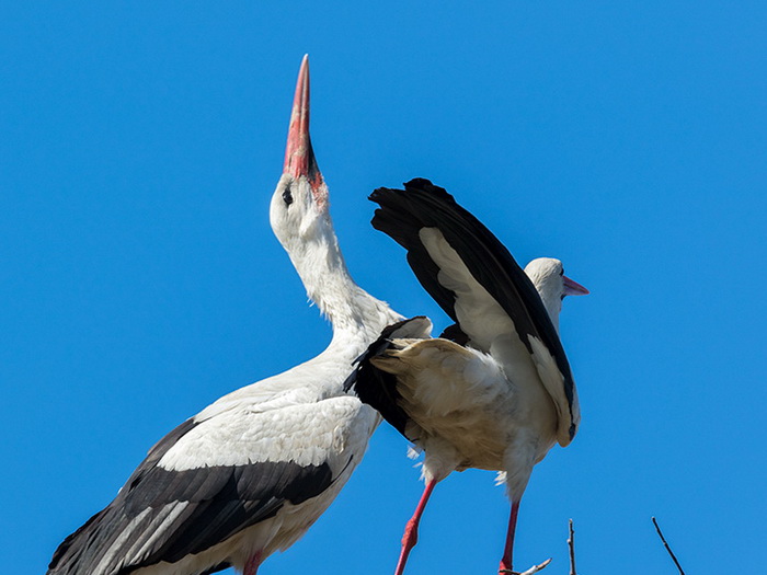 Masovno stradanje bijelih roda u Ramićima kod Banja Luke