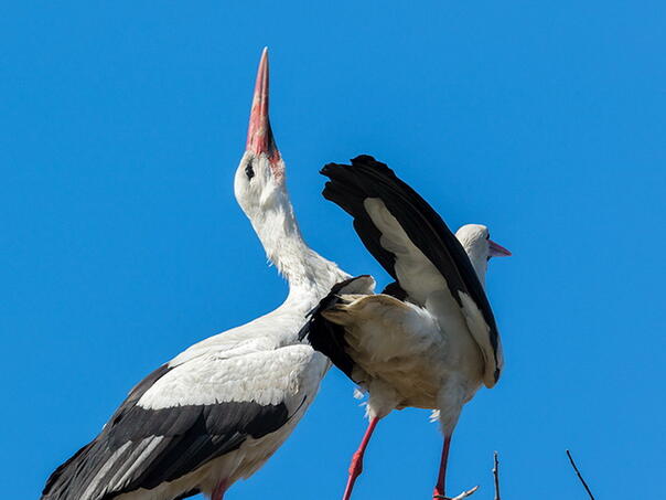 Masovno stradanje bijelih roda u Ramićima kod Banja Luke