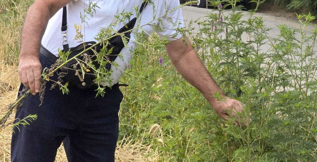 Među osobama alergičnim na polen biljaka čak 75 posto alergično na ambroziju
