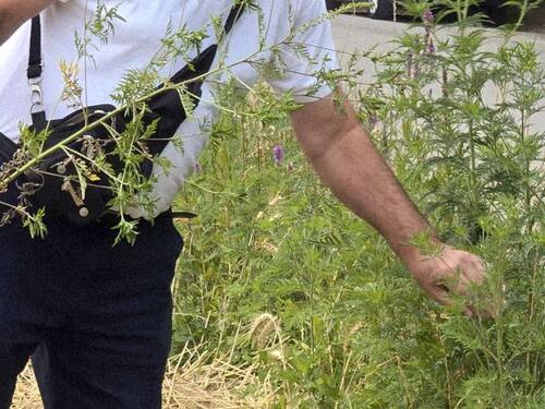 Među osobama alergičnim na polen biljaka čak 75 posto alergično na ambroziju