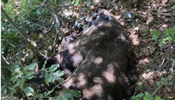 Medo Maglić ubijen, Interventni tim zgrožen činom