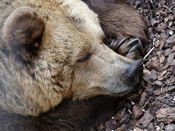 Medvjed iz Japana ubijen nakon što se danima krio u prodavnici