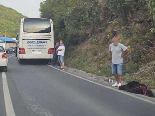 Medvjed izašao na cestu, pa završio pod autobusom kod Travnika