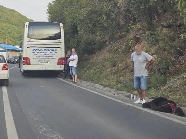 Medvjed izašao na cestu, pa završio pod autobusom kod Travnika