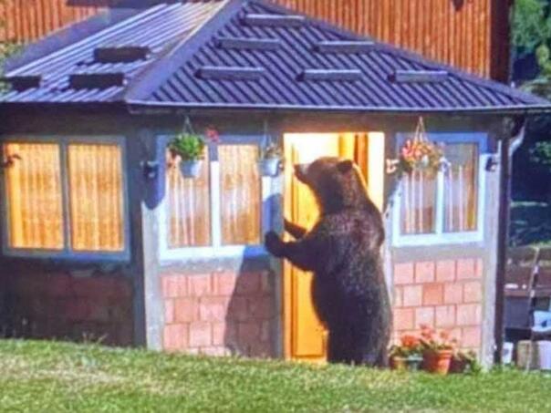 Medvjed kucao na vrata kuće u Tutinu