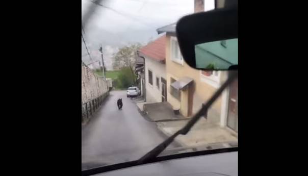 Medvjed na ulicama sarajevskog naselja Vratnik