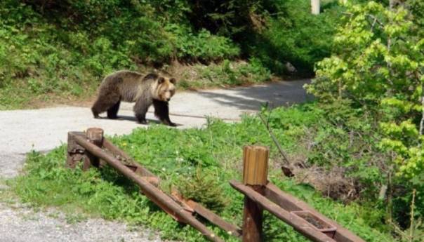Medvjed napao čovjeka kod Konjica, prelomio mu obje ruke