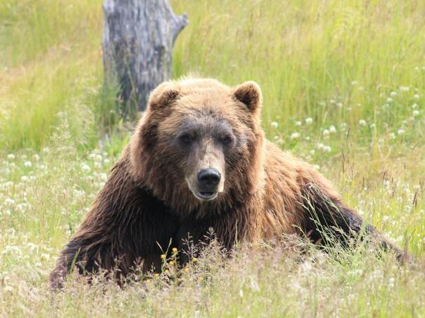 Medvjed napao muškarca u Hrvatskoj, reagovala policija