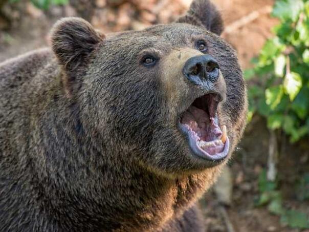 Medvjed napao ženu u Sloveniji, ljekari joj se bore za život