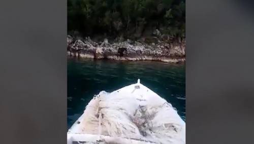 Medvjed se kupao u moru u blizini Neuma