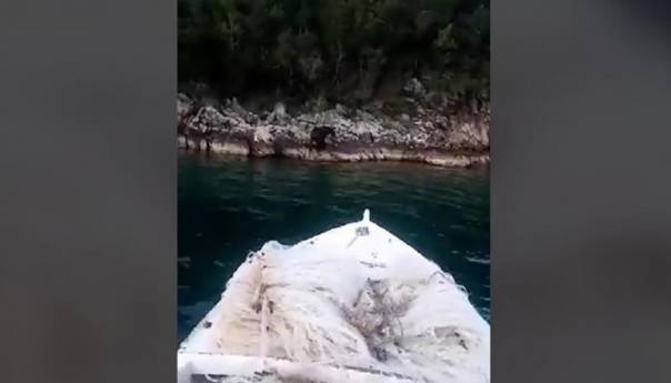 Medvjed se kupao u moru u blizini Neuma