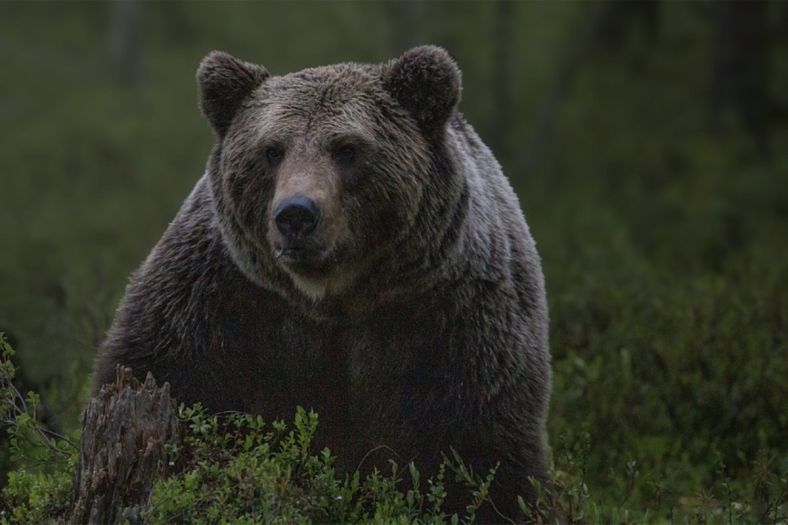 Medvjed u BiH napao državljanina Srbije