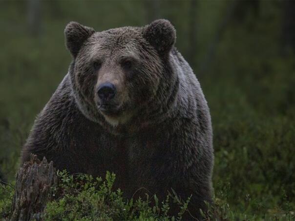 Medvjed u BiH napao državljanina Srbije
