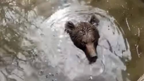 Medvjed upao u bunar u Hercegovini, spasili ga dobri ljudi