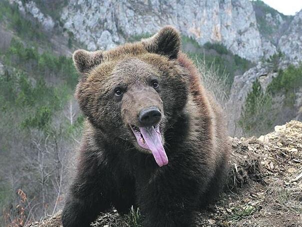 Medvjed ušao u baštu i ubio ženu