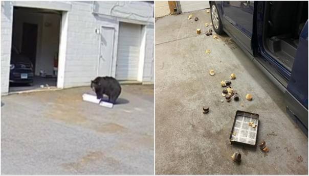 Medvjed ušao u pekaru, preplašio zaposlenike i pojeo 60 kolača