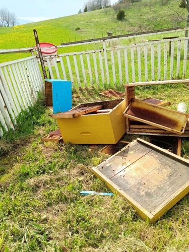 Medvjedi nanose velike štete pčelarima