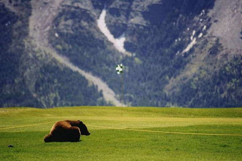 Medvjedi se u Japanu sve češće služe kao specijalitet