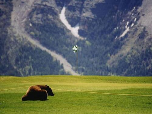 Medvjedi se u Japanu sve češće služe kao specijalitet