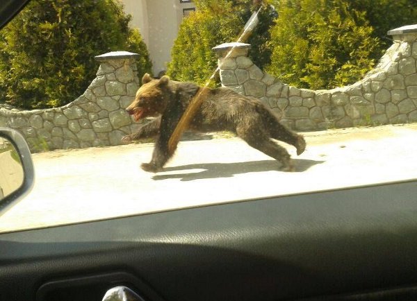 Medvjedi šetaju ulicama Kupresa, lovačka društva nemoćna