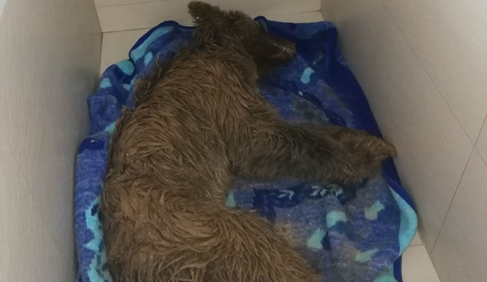 Medvjedica u teškom stanju prevezena na Veterinarski fakultet