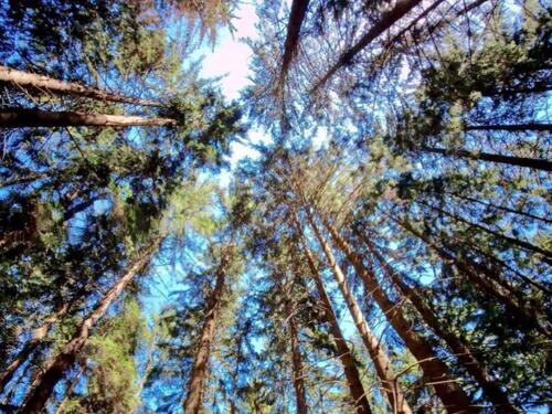 Memišević Hodžić: Šume su ugrožene, BiH hitno treba zakon o šumama!