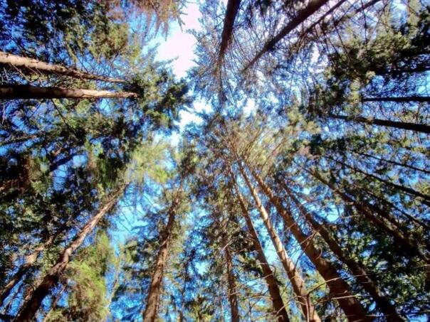 Memišević Hodžić: Šume su ugrožene, BiH hitno treba zakon o šumama!