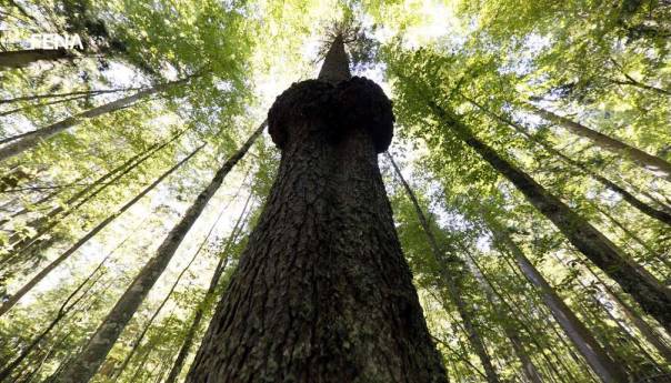 Mi smo u BiH nagrađeni postojanjem u velikoj mjeri očuvane prirode i šuma
