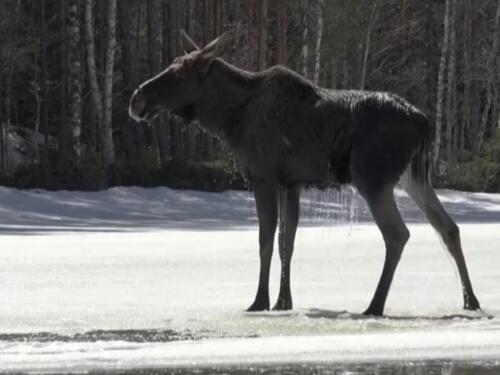 Milioni prikovani za ekrane: Šveđani opsjednuti migracijom losova