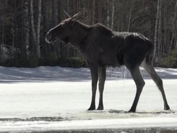 Milioni prikovani za ekrane: Šveđani opsjednuti migracijom losova