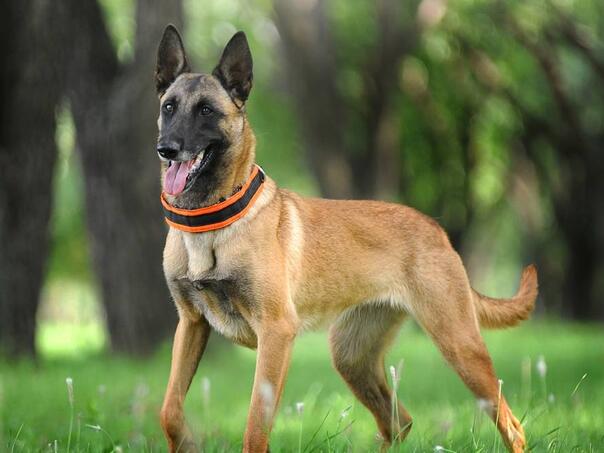 Evo koliko koštaju psi koje prodaje Ministarstvo odbrane Srbije: Od 6,50 do 50 KM