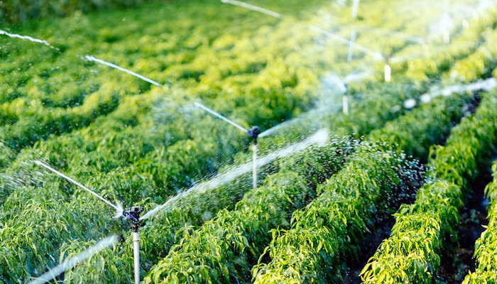 Ministri G20 tražili smanjenje izvoza hrane samo u hitnim slučajevima