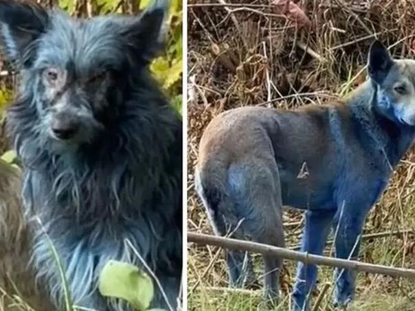 Misterija plavih pasa iz Černobila: Naučnici imaju objašnjenje