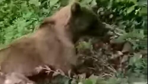 Mještani Jajca spasili medvjedicu