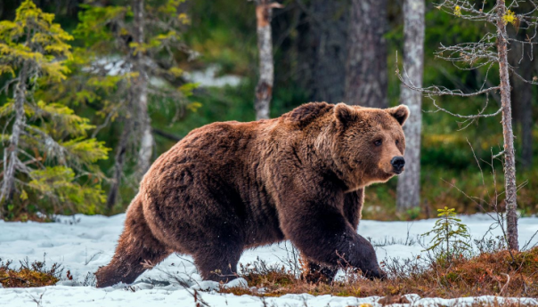 Mještani kod Velike Kladuše strahuju od medvjeda