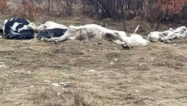 Mještani uočili uginule krave kod Livna, strahuju od zaraze