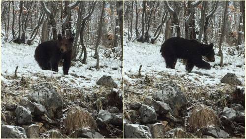Mještani uslikali medvjeda na Bjelašnici u potrazi za hranom
