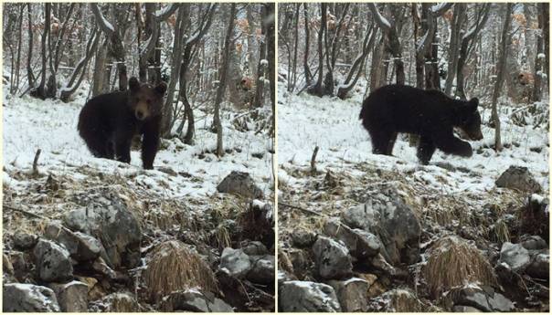 Mještani uslikali medvjeda na Bjelašnici u potrazi za hranom