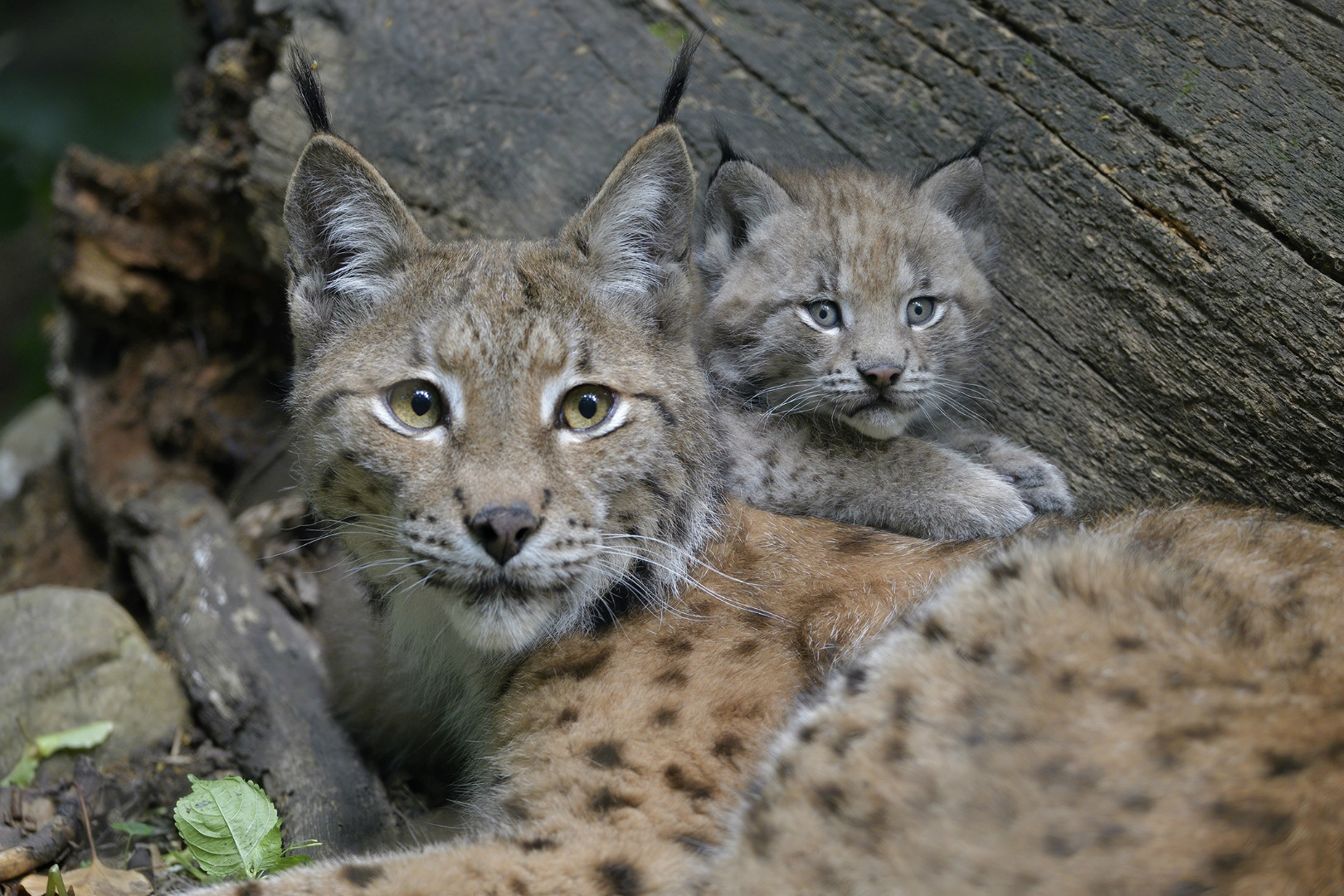 Mladunče risa u bečkom zoološkom vrtu Schönbrunn
