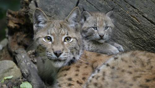 Mladunče risa u bečkom zoološkom vrtu Schönbrunn