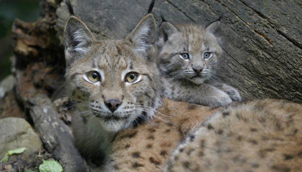 Mladunče risa u bečkom zoološkom vrtu Schönbrunn