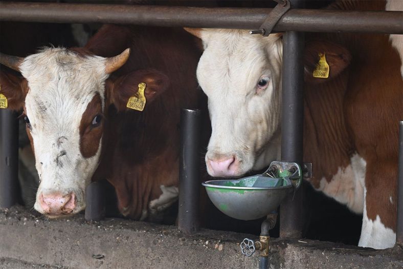 Mljekari RS bijesni na Vladu, traže ostavku Minića