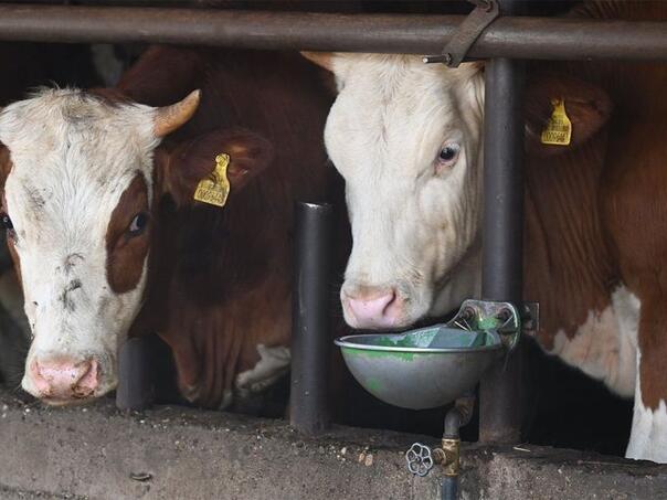 Mljekari RS bijesni na Vladu, traže ostavku Minića