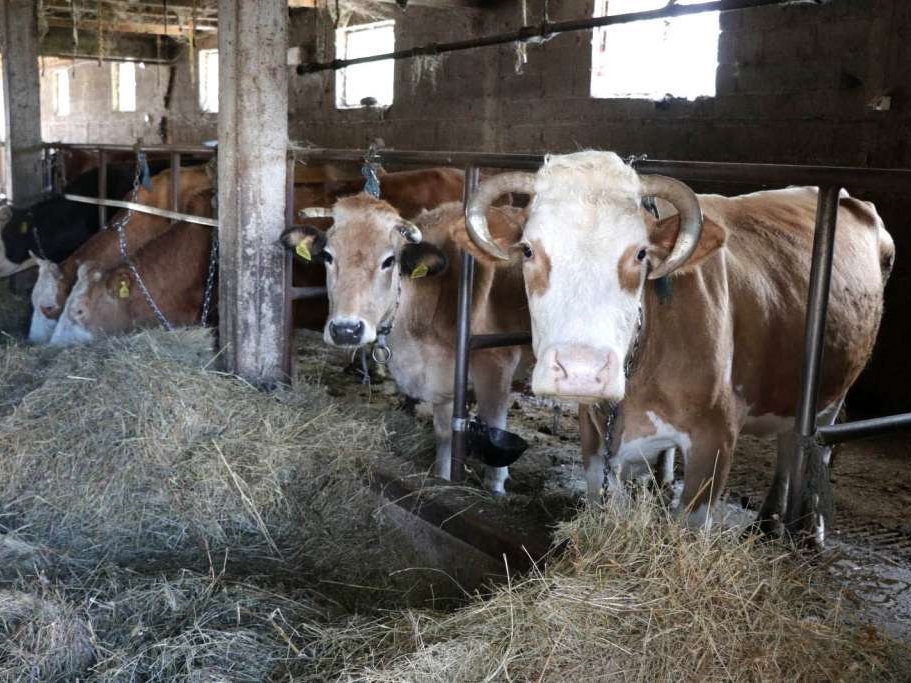 Mljekari u TK upozoravaju na ugroženu egzistenciju farmi, traže hitnu reakciju vlasti